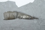 Ядро Cycloceras sp. (?)