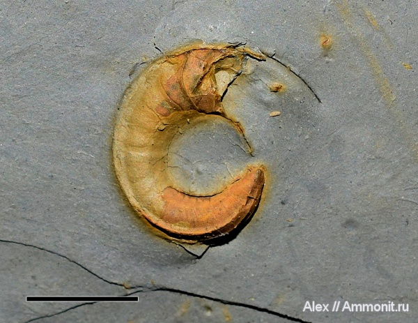 Nautilida, Catastroboceras
