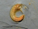 Юный Catastroboceras sp.