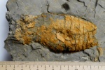 Poterioceras sp.