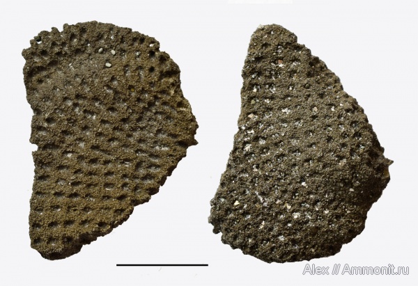 зона Coronatum