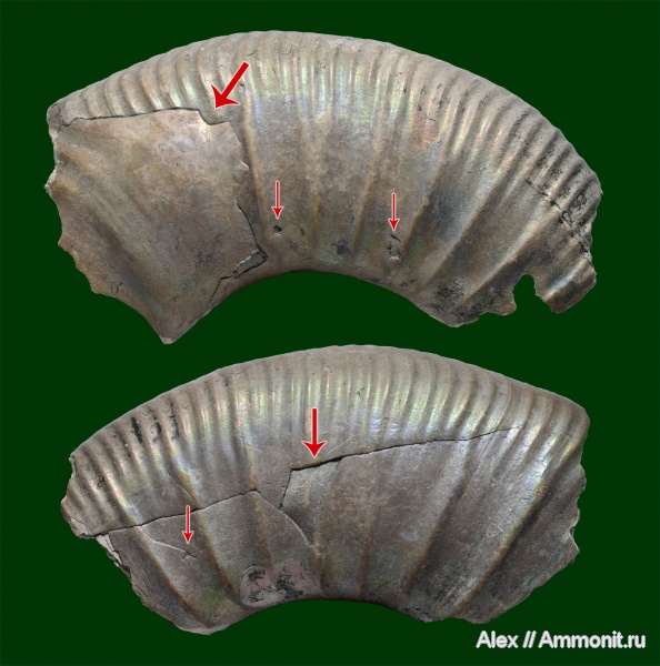 Binatisphinctes, келловей, прижизненные повреждения, ammonoid sublethal injuries, Callovian