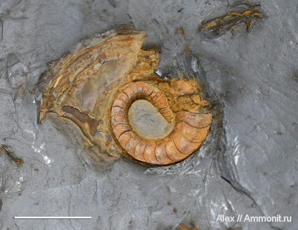Nautilida, Catastroboceras