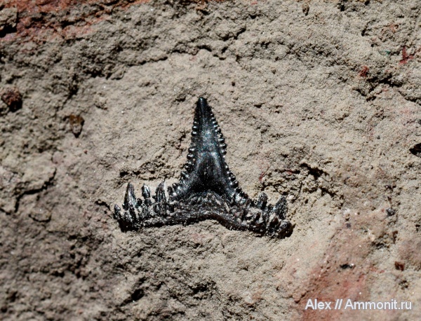 Carcharopsis
