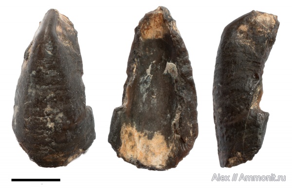 Tillicheilus