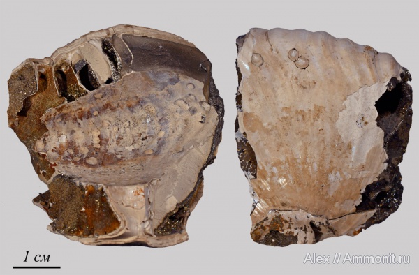Cadochamoussetia, Inoceramus, обрастание аммонитов