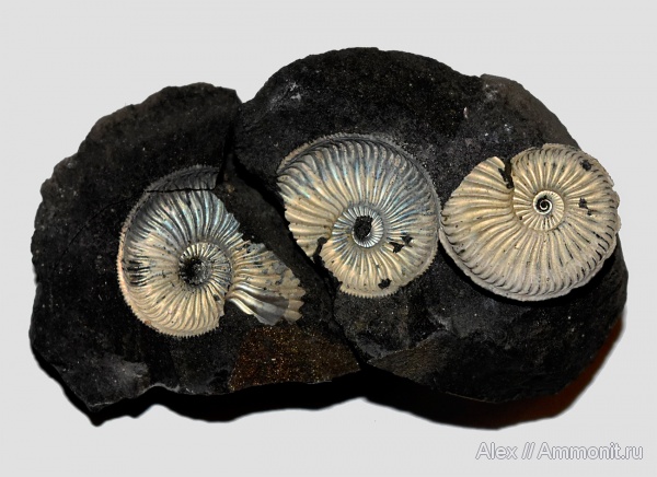 Amoeboceras, Amoeboceras serratum