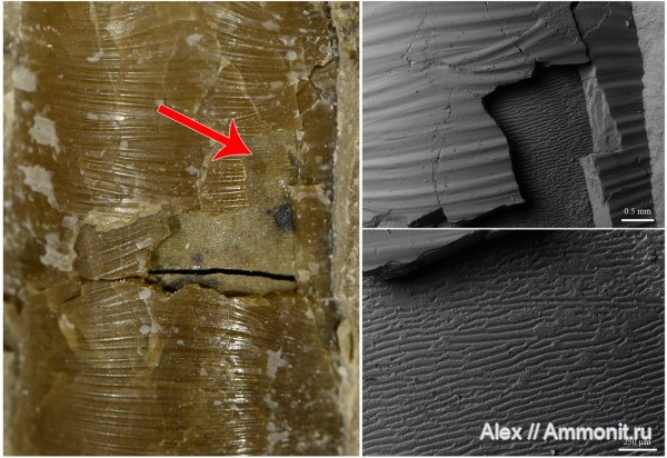 артинский ярус, Dolorthoceras, Wrinkle layer, морщинистый слой, Pseudorthocerida