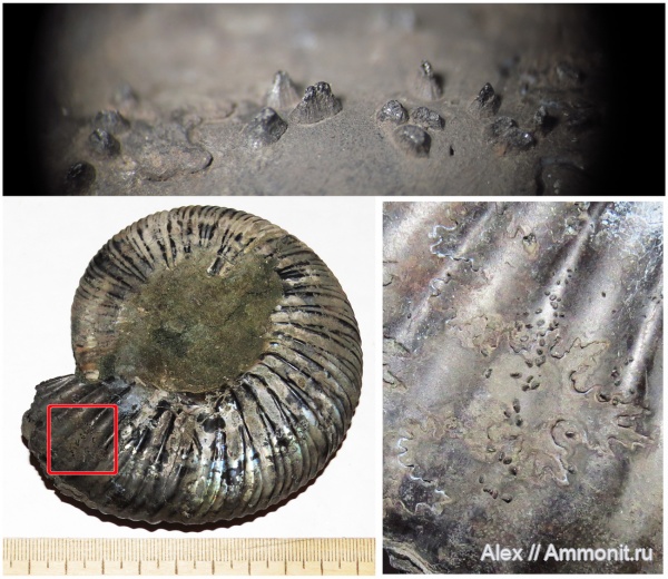 Virgatites, Probalanus, conellae