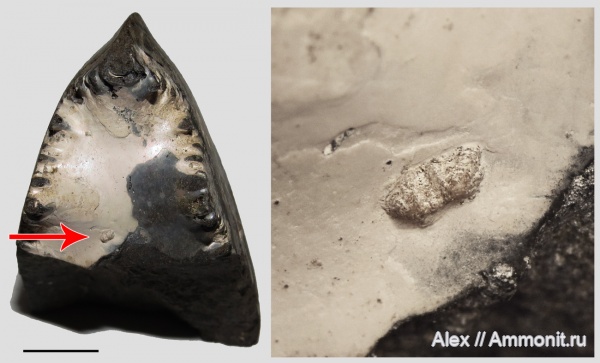Amoeboceras, Probalanus, conellae