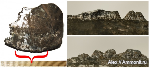 Amoeboceras, Probalanus, conellae