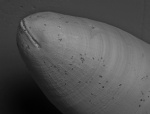 Цикатрикс Dolorthoceras stiliforme