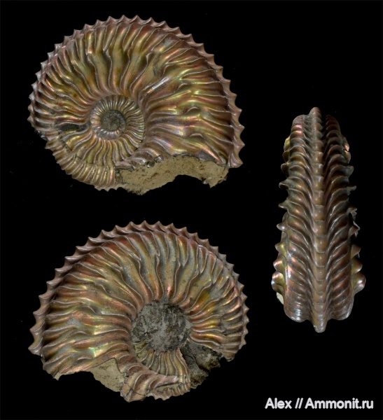 Cardioceras, Cardioceras quadrarium