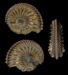 Cardioceras quadrarium ?