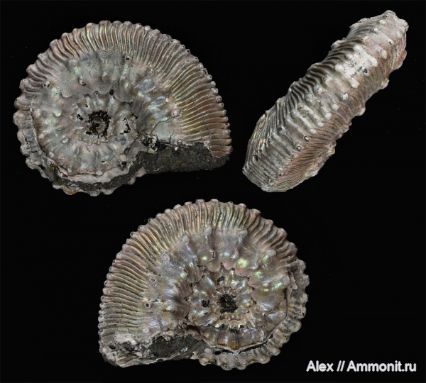 Kosmoceras, Kosmoceras lithuanicum