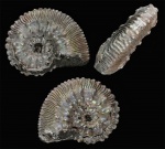 Kosmoceras из слоя колесоцерасов