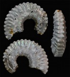 Неопределенный Kosmoceras