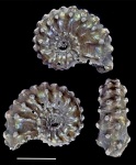 Kosmoceras pollux