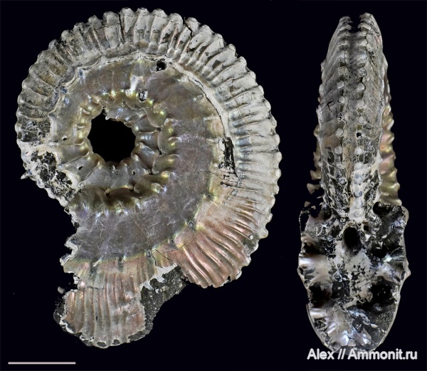 Kosmoceras
