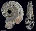 Kosmoceras sp.