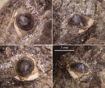 Discinisca sp.