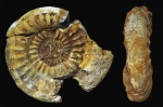 Choffatia vischniakoffi