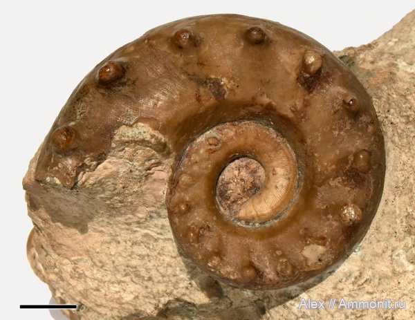 наутилусы, артинский ярус, Metacoceras, Nautilida, Metacoceras parartiense