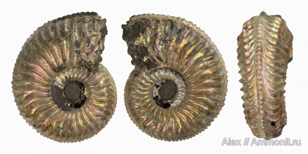 Amoeboceras