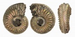 Толстый Amoeboceras