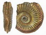 Amoeboceras alternoides с кривым килем