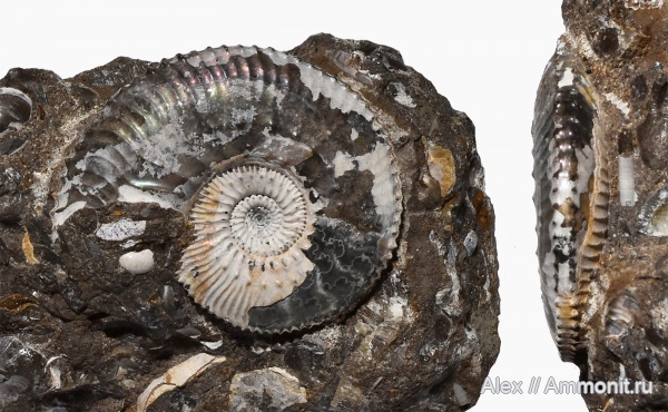 Kosmoceratidae, Gulielmiceras, Gulielmiceras gulielmii