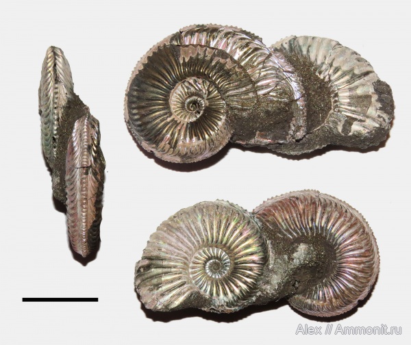 Amoeboceras, прижизненные повреждения, Amoeboceras alternoides