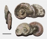 Парочка Amoeboceras alternoides