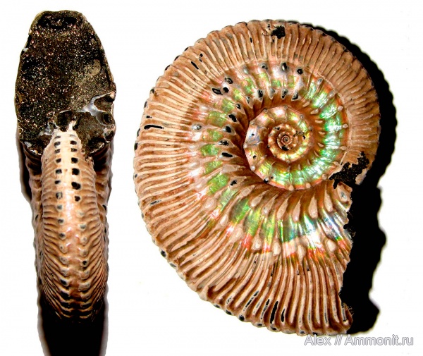 аммониты, юра, Kosmoceras, келловей, Kosmoceras proniae, Kosmoceratidae, Ammonites, Callovian, Jurassic, Middle Jurassic