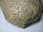 Цепочечный коралл Halysites sp. (?)
