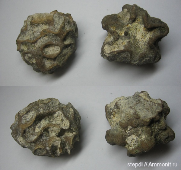 губки, меловой период, Porifera, Plocoscyphia, Cretaceous