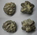 Губки Plocoscyphia sp. (?)
