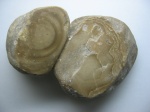 Stromatopora sp. (?)