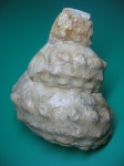 Гетероморфный аммонит Mariella cenomanensis