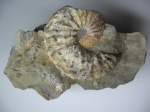 Аммонит семейства Scaphitidae