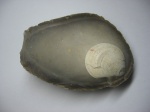 Окремненный Inoceramus sp. (?)