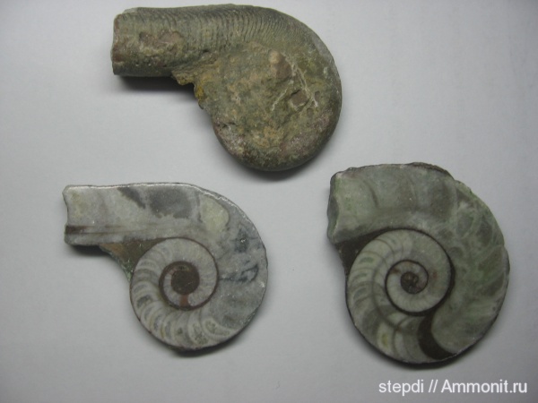 ордовик, наутилоидеи, Tarphycerida, Trilacinoceras, Trilacinoceras hunanense, Lituitida, Ordovician