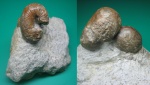 Гетероморфный аммонит Scaphites hugardianus (?) и морской еж Catopygus neocylindricus (?)