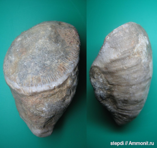 ругозы, одиночные кораллы