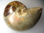Наутилоидея Cymatoceras sakalavus (?) Наутилоидея Cymatoceras sakalavus (?)