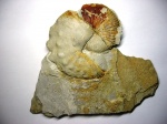 Гетероморфный аммонит Scaphites gibbus