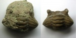 Трилобит Asaphus kotlukovi