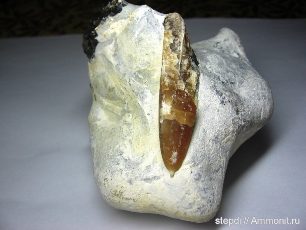 белемниты, меловой период, ростры, Cretaceous, belemnites