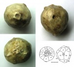 Цистоидея Hemicosmites pyriformis