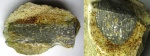 Окремненная губка (?) - Rhizopoterion?